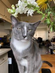 Lost Female Cat last seen Larch Ave and 147th street, Lawndale, CA 90260