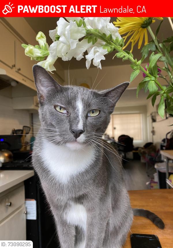 Lost Female Cat last seen Larch Ave and 147th street, Lawndale, CA 90260