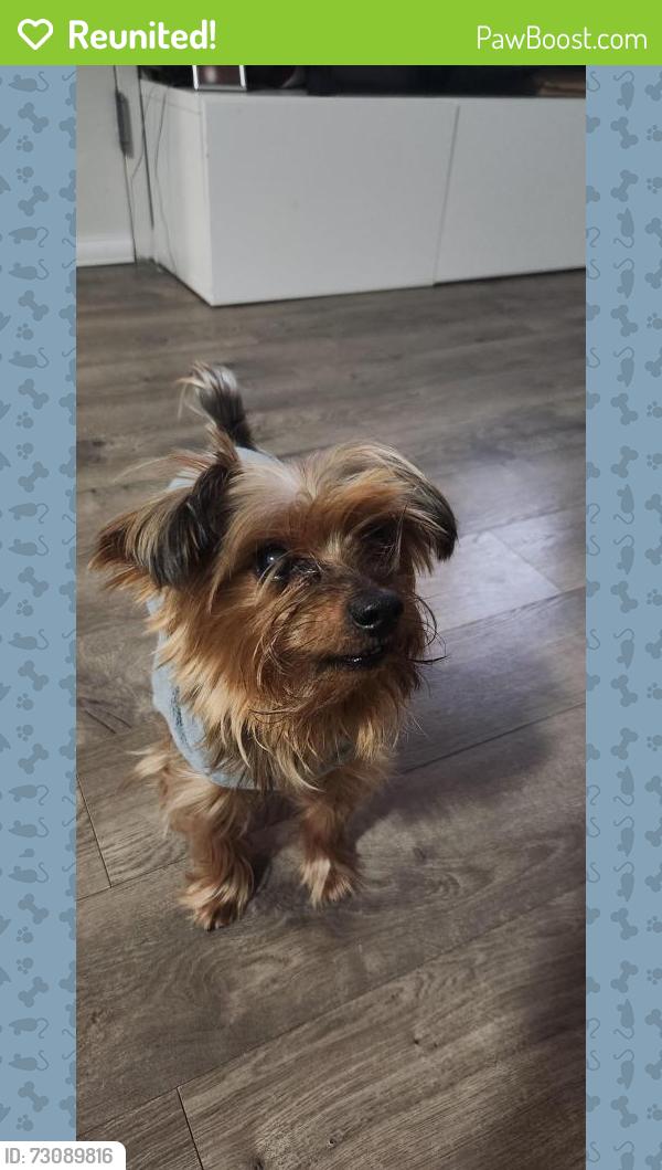 Reunited Male Dog last seen Lister Dr and Mill Rd, Hyde Park, NY 12538