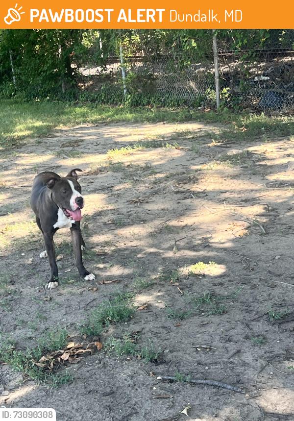 Found/Stray Male Dog last seen Dundalk Middle School, Dundalk, MD 21222
