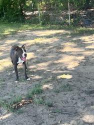 Found/Stray Male Dog last seen Dundalk Middle School, Dundalk, MD 21222