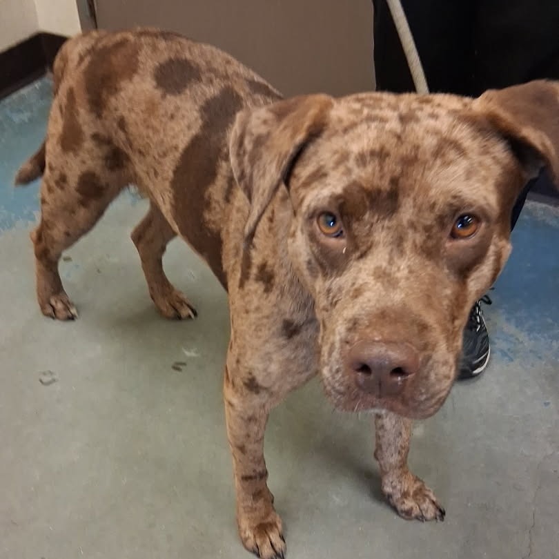 Shelter Stray Male Dog last seen , 2350 Appling City Cove, Memphis, TN 38133, USA