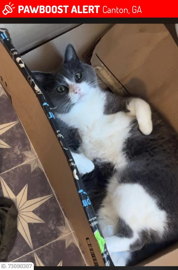 Lost Female Cat last seen We live near prominence point. End of ash rd, Canton, GA 30114