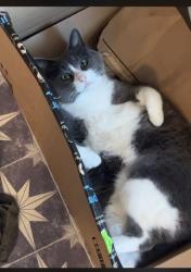 Lost Female Cat last seen We live near prominence point. End of ash rd, Canton, GA 30114