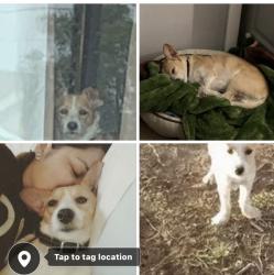 Lost Male Dog last seen Dixie an university, Odessa, TX 79762