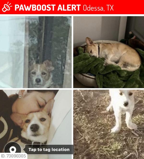 Lost Male Dog last seen Dixie an university, Odessa, TX 79762