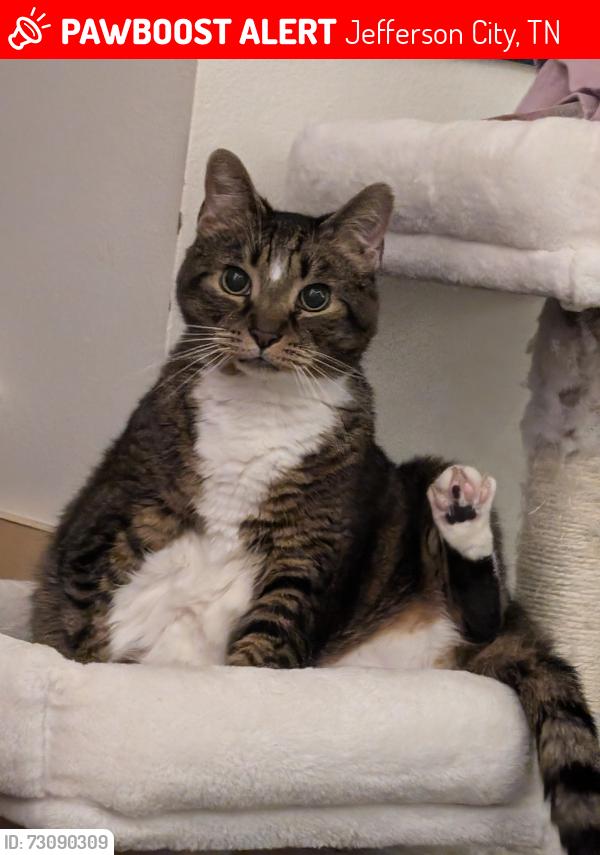 Lost Female Cat last seen Patriot Hills, Jefferson City, TN 37760