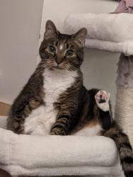 Lost Female Cat last seen Patriot Hills, Jefferson City, TN 37760