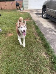Reunited Male Dog last seen highway beside sidekicks., Rockmart, GA 30153