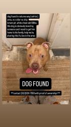 Found/Stray Male Dog last seen bloomingdale neighborhoods, Valrico, FL 33596