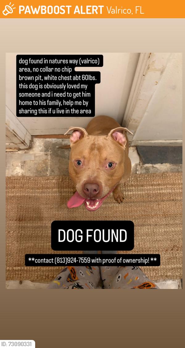 Found/Stray Male Dog last seen bloomingdale neighborhoods, Valrico, FL 33596