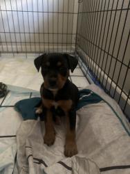 Found/Stray Female Dog last seen Exit 42 off highway 35, Keller, TX 76248