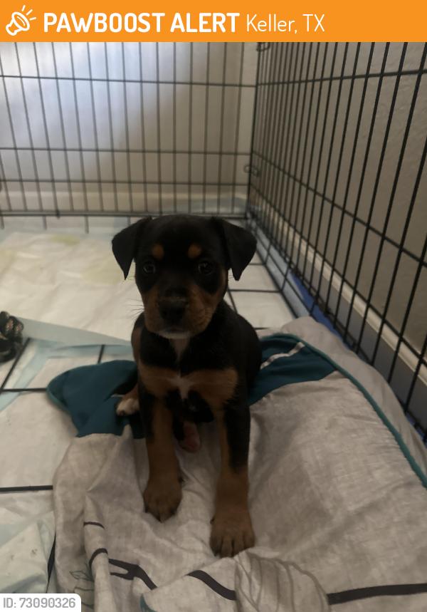 Found/Stray Female Dog last seen Exit 42 off highway 35, Keller, TX 76248