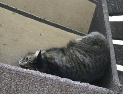 Reunited Unknown Cat last seen clbh Dr, Palm Club cndmniums, Palm Coast, FL 32137