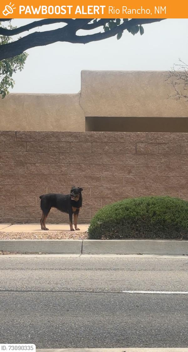 Found/Stray Unknown Dog last seen Under and cabezon, Rio Rancho, NM 87124