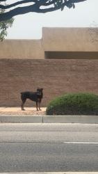 Found/Stray Unknown Dog last seen Under and cabezon, Rio Rancho, NM 87124
