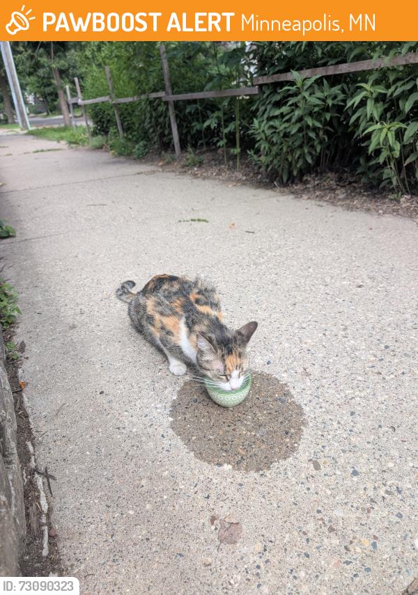 Found/Stray Unknown Cat last seen 45th Ave S and E 45th St, Minneapolis, MN 55406