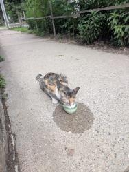 Found/Stray Unknown Cat last seen 45th Ave S and E 45th St, Minneapolis, MN 55406