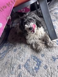 Found/Stray Unknown Dog last seen Los Angeles ca, Los Angeles, CA 90059