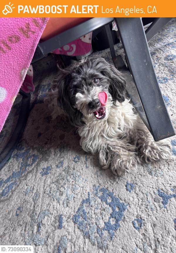 Found/Stray Unknown Dog last seen Los Angeles ca, Los Angeles, CA 90059