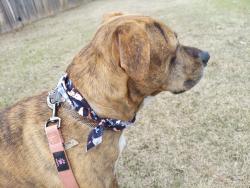 Lost Female Dog last seen Wild horse park, Mustang, OK 73064