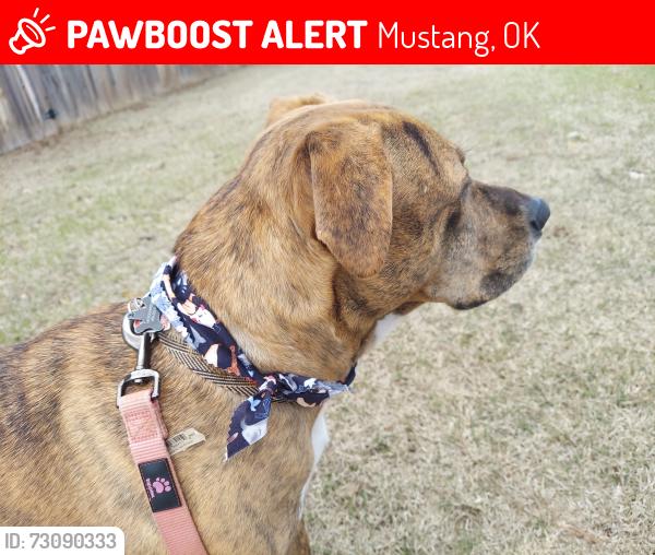 Lost Female Dog last seen Wild horse park, Mustang, OK 73064