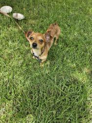 Found/Stray Male Dog last seen South Hairston & Martins Crossing Rd, Stone Mountain, GA 30088