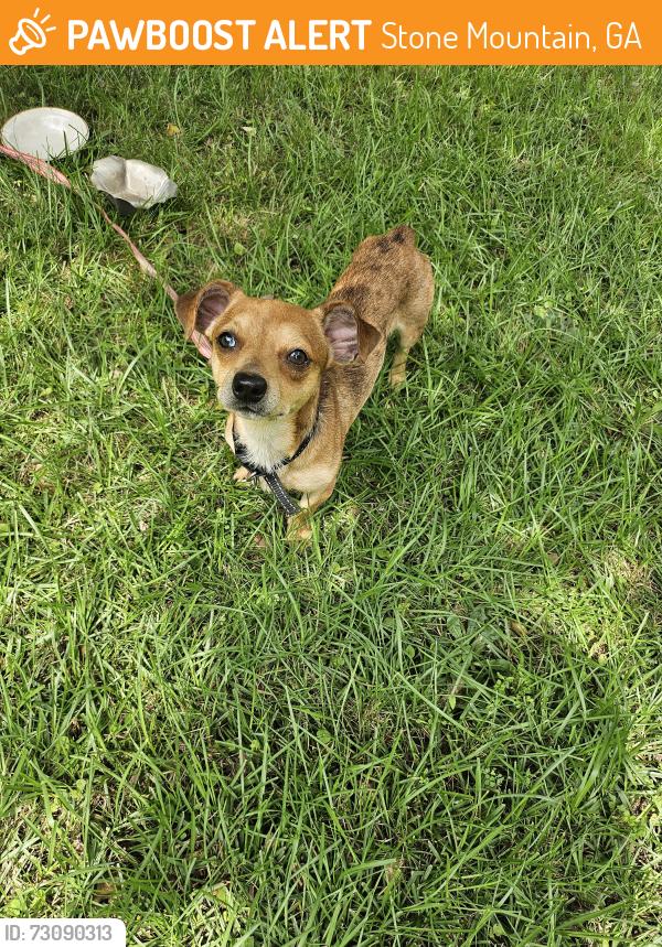 Found/Stray Male Dog last seen South Hairston & Martins Crossing Rd, Stone Mountain, GA 30088