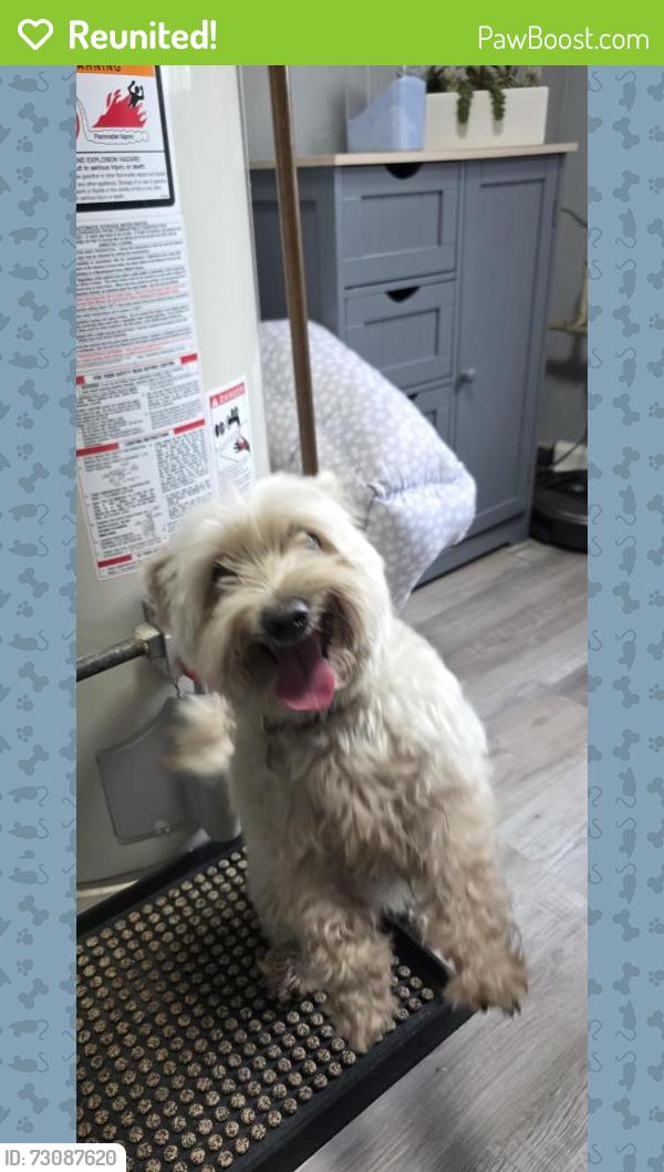 Reunited Female Dog last seen South Ridgeland and College drive, Palos Heights, IL 60463