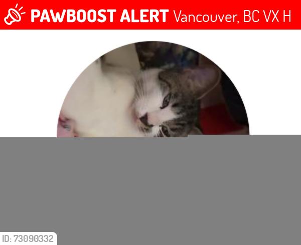 Lost Female Cat last seen Main st e 54th ave, Vancouver, BC V5X 3H9