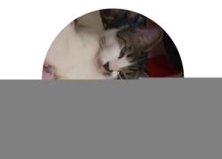 Lost Female Cat last seen Main st e 54th ave, Vancouver, BC V5X 3H9