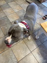 Found/Stray Male Dog last seen Washington and Mojave, Las Vegas, NV 89101