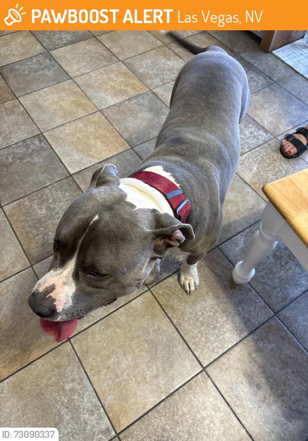 Found/Stray Male Dog last seen Washington and Mojave, Las Vegas, NV 89101