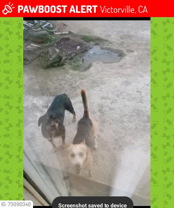 Lost Male Dog last seen Ferndale & Mojave Dr Victorville ca, Victorville, CA 92394