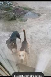 Lost Male Dog last seen Ferndale & Mojave Dr Victorville ca, Victorville, CA 92394