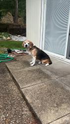 Lost Male Dog last seen Near Village Lane, Evansville, IN 47725