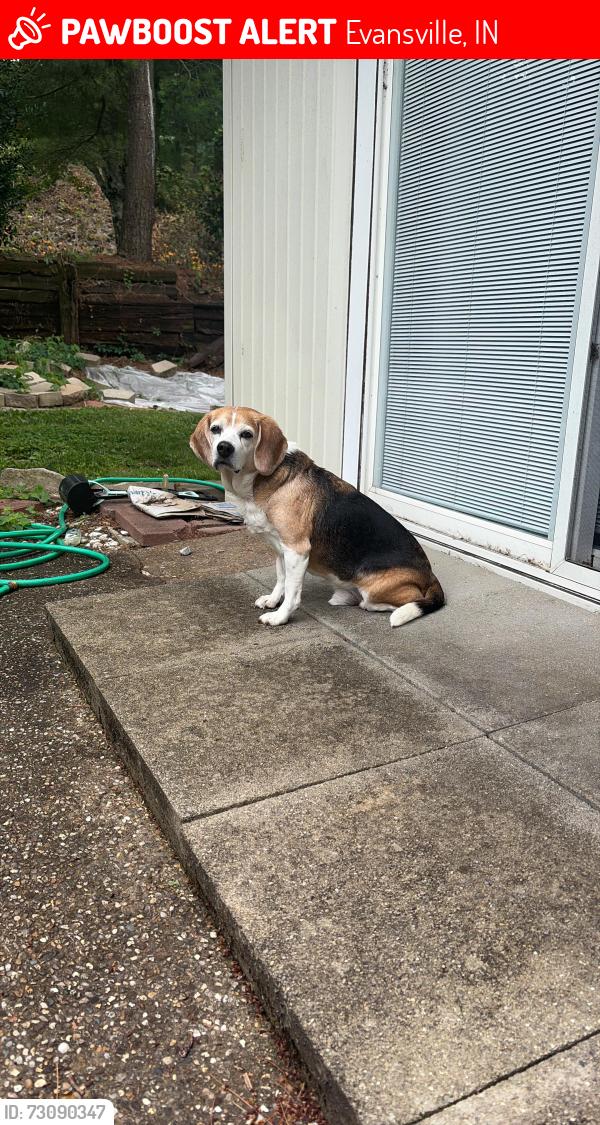 Lost Male Dog last seen Near Village Lane, Evansville, IN 47725