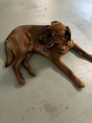 Reunited Male Dog last seen Pembroke pl and Von Lent, Pittsburgh, PA 15232