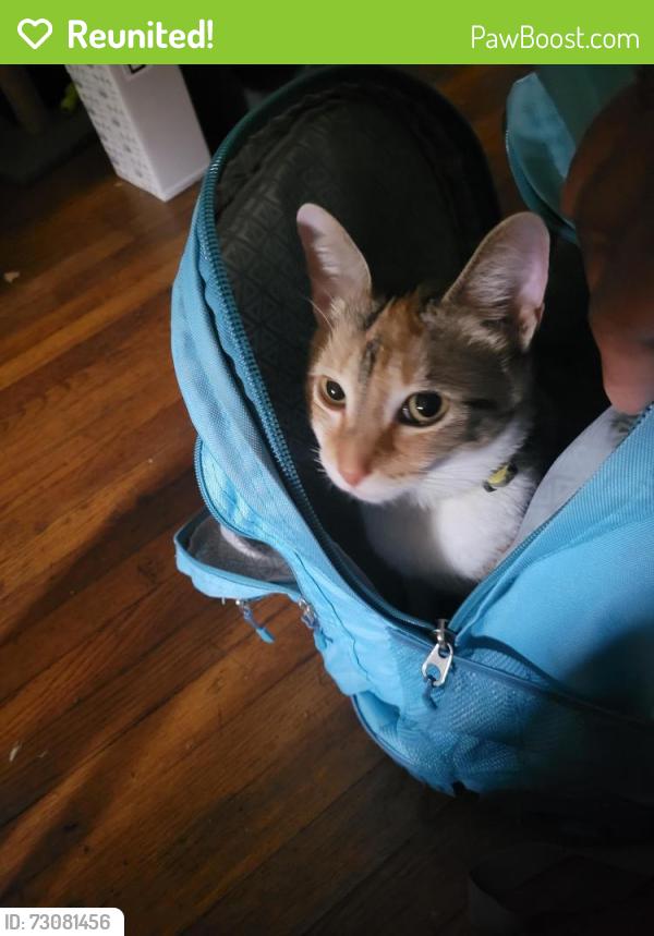 Reunited Female Cat last seen 105th Cottage Grove Ave, Chicago, IL 60628