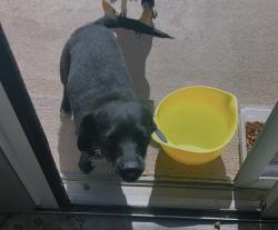 Lost Female Dog last seen Parkhill drive, Las Cruces, NM 88012