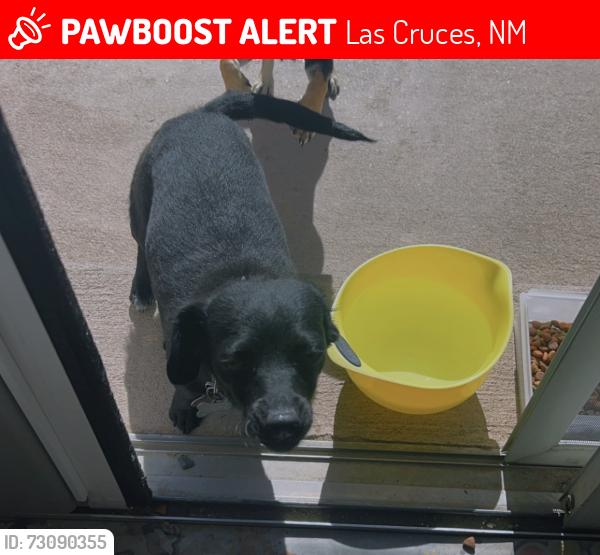 Lost Female Dog last seen Parkhill drive, Las Cruces, NM 88012