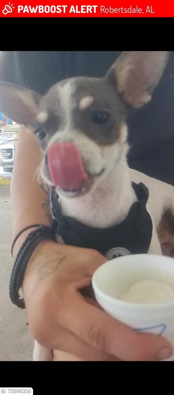 Lost Male Dog last seen Near the old Rainbow Church, Robertsdale, AL 36567