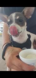 Lost Male Dog last seen Near the old Rainbow Church, Robertsdale, AL 36567