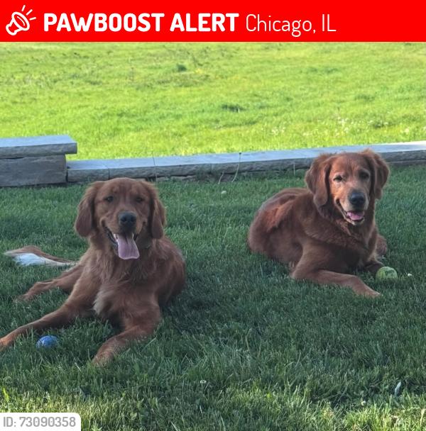 Lost Female Dog last seen Near N Spaulding Ave, Chicago, IL 60647., Chicago, IL 60647