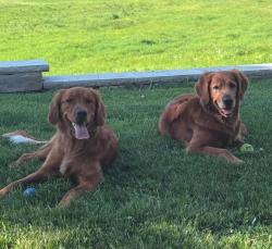 Lost Female Dog last seen Near N Spaulding Ave, Chicago, IL 60647., Chicago, IL 60647