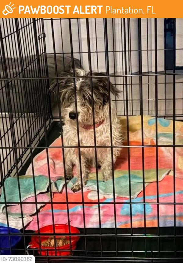 Found/Stray Female Dog last seen SW 64th Ave and Peters Road, Plantation, FL 33317