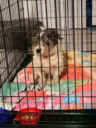 Found/Stray Female Dog last seen SW 64th Ave and Peters Road, Plantation, FL 33317