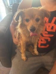 Found/Stray Male Dog last seen Merced & Valinda, West Covina, CA 91790