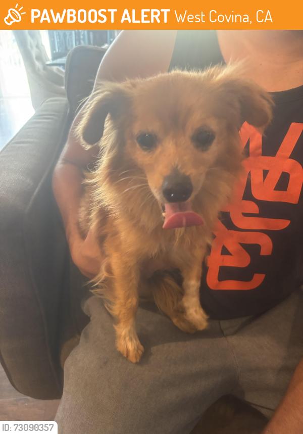 Found/Stray Male Dog last seen Merced & Valinda, West Covina, CA 91790