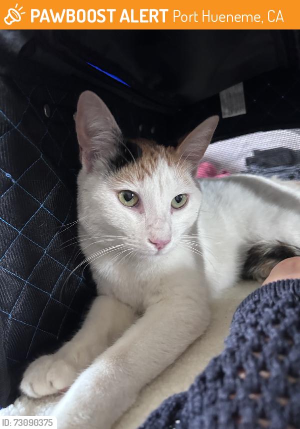 Found/Stray Unknown Cat last seen Willowbrook St, Joyce Dr, N Ventura Rd, Port Hueneme, CA 93041